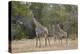 Masai giraffe (Giraffa camelopardalis tippelskirchi), adult and two juveniles, Selous Game Reserve,-James Hager-Premier Image Canvas