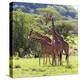 Masai Giraffe (Giraffa Camelopardalis Tippelskirchi), Samburu National Reserve, Kenya-Ivan Vdovin-Premier Image Canvas