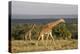 Masai Giraffe (Giraffa Camelopardalis Tippelskirchi)-Angelo Cavalli-Premier Image Canvas