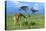 Masai Giraffe Grazing on the Serengeti with Acacia Tree and Clouds-John Alves-Premier Image Canvas