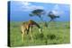 Masai Giraffe Grazing on the Serengeti with Acacia Tree and Clouds-John Alves-Premier Image Canvas