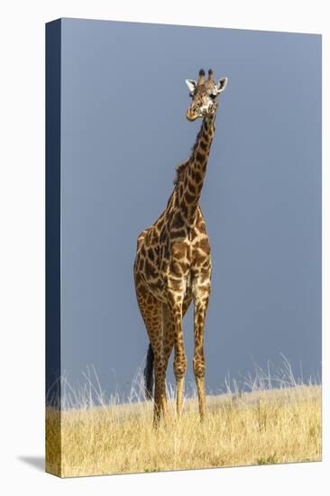 Masai Giraffe, Masai Mara Game Reserve, Kenya, Africa-Adam Jones-Premier Image Canvas