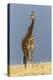 Masai Giraffe, Masai Mara Game Reserve, Kenya, Africa-Adam Jones-Premier Image Canvas