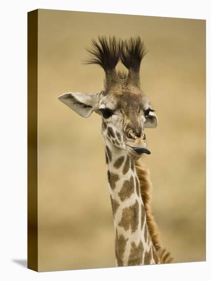 Masai Giraffe, Masai Mara Game Reserve, Kenya-Joe & Mary Ann McDonald-Premier Image Canvas
