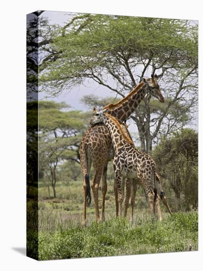Masai Giraffe Mother and Young, Serengeti National Park, Tanzania, Africa-James Hager-Premier Image Canvas
