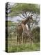 Masai Giraffe Mother and Young, Serengeti National Park, Tanzania, Africa-James Hager-Premier Image Canvas