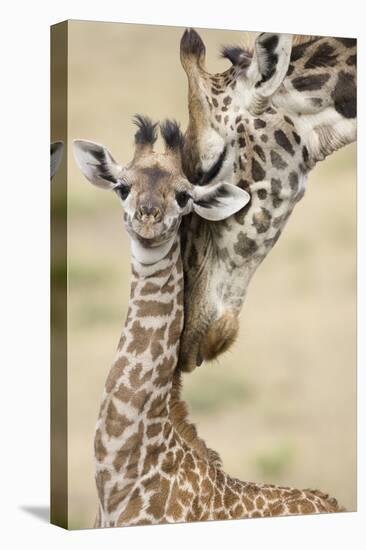 Masai giraffe mother nuzzling baby, Masai Mara, Kenya-Mary McDonald-Premier Image Canvas