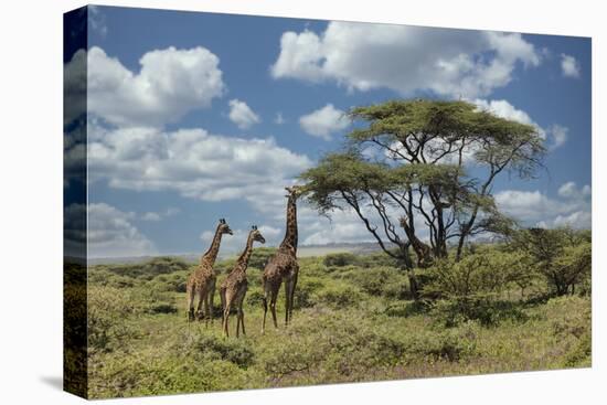 Masai giraffe, Ngorongoro Conservation Area, World Heritage Site, Tanzania, Africa-Adam Jones-Premier Image Canvas