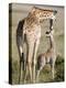 Masai Giraffe with its Calf, Masai Mara National Reserve, Kenya-null-Premier Image Canvas