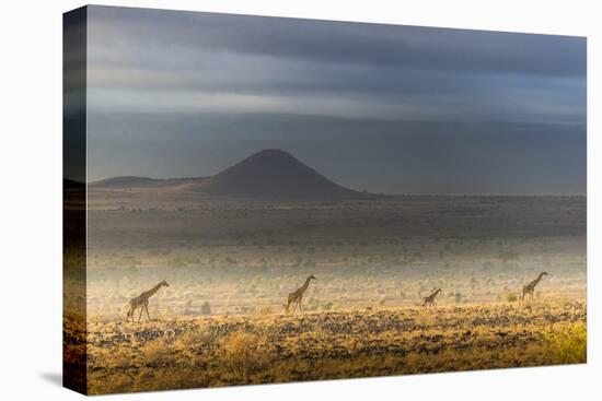 Masai giraffes, Amboseli National Park, Kenya-Art Wolfe-Premier Image Canvas