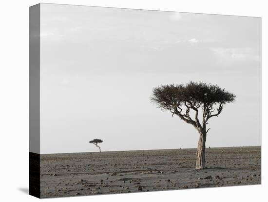 Masai Mara, Kenya, East Africa, Africa-Sergio Pitamitz-Premier Image Canvas