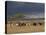 Masai with Cattle, Masai Mara, Kenya, East Africa, Africa-Sergio Pitamitz-Premier Image Canvas