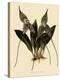 Masdevallia Chimaera-John Nugent Fitch-Premier Image Canvas