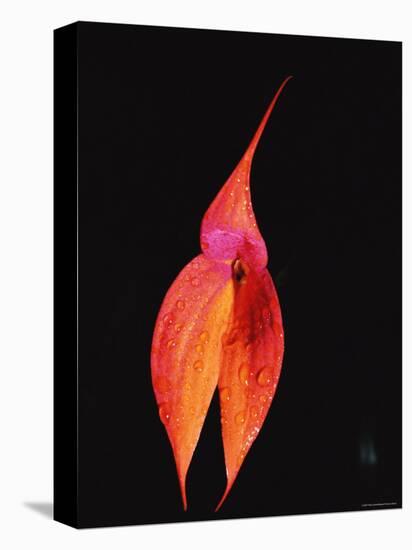 Masdevallia Orchid Flower, Machu Picchu, Peru, Sth America-Pete Oxford-Premier Image Canvas