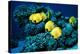 Masked Butterfly Fish-Peter Scoones-Premier Image Canvas