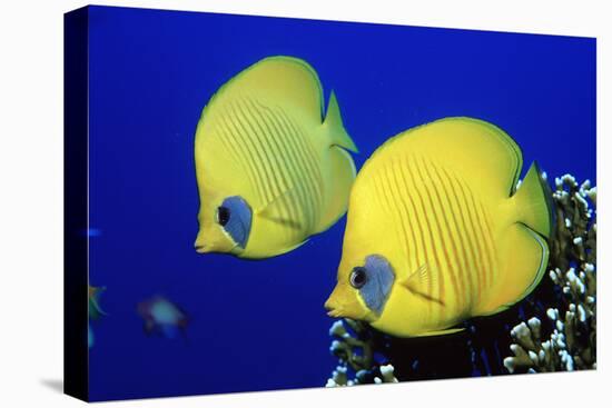 Masked Butterflyfish Egypt, Africa, Red Sea. (Chaetodon Semilarvatus)-Reinhard Dirscherl-Premier Image Canvas