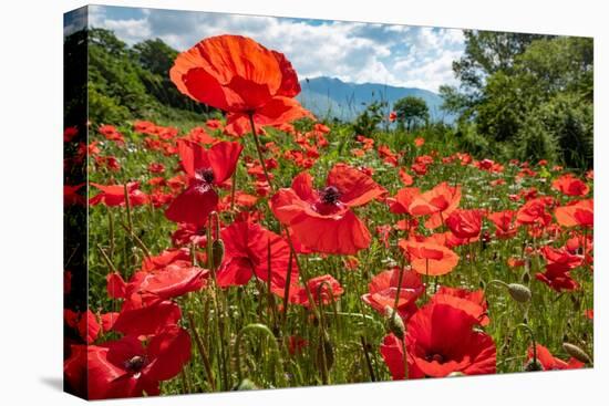 Mass of Field poppies in summer, Umbria-Paul Harcourt Davies-Premier Image Canvas