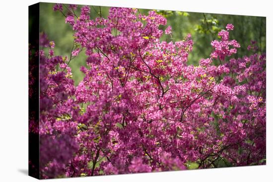 Massachusetts, Boston, Arnold Arboretum, Azalea-Jim Engelbrecht-Premier Image Canvas