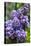 Massachusetts, Boston, Arnold Arboretum, Purple Lilac Tree-Jim Engelbrecht-Premier Image Canvas