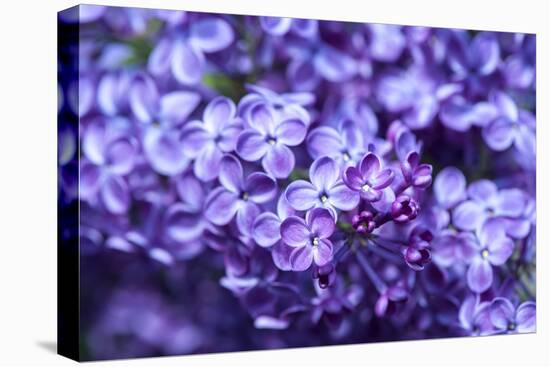 Massachusetts, Boston, Arnold Arboretum, Purple Lilac Tree-Jim Engelbrecht-Premier Image Canvas