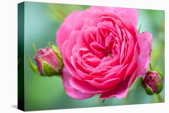 Massachusetts, Reading, Knock Out Rose-Lisa S^ Engelbrecht-Premier Image Canvas