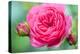 Massachusetts, Reading, Knock Out Rose-Lisa S^ Engelbrecht-Premier Image Canvas