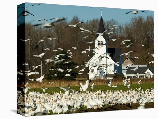 Masses of Snow Geese in Agricultural Fields of Skagit Valley, Washington, USA-Trish Drury-Premier Image Canvas