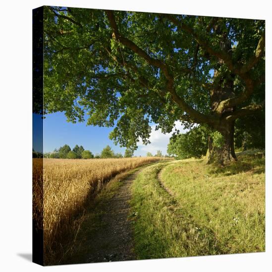 Massive Old Oak in the Field Edge, WŸnschendorf, Thuringia, Germany-Andreas Vitting-Premier Image Canvas