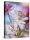 Masterwort (Astrantia Major Rubra, Close-Up)-Linda Burgess-Premier Image Canvas