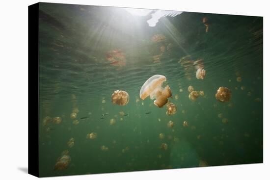 Mastigias Jellyfish (Mastigias Papua Etpisonii) Endemic to Jellyfish Lake, Micronesia, Palau-Reinhard Dirscherl-Premier Image Canvas