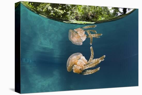 Mastigias Jellyfish (Matigias Papua), Risong Bay, Micronesia, Palau-Reinhard Dirscherl-Premier Image Canvas