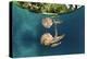 Mastigias Jellyfish (Matigias Papua), Risong Bay, Micronesia, Palau-Reinhard Dirscherl-Premier Image Canvas