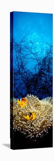 Mat Anemone and Allard's Anemonefish in the Ocean-null-Premier Image Canvas