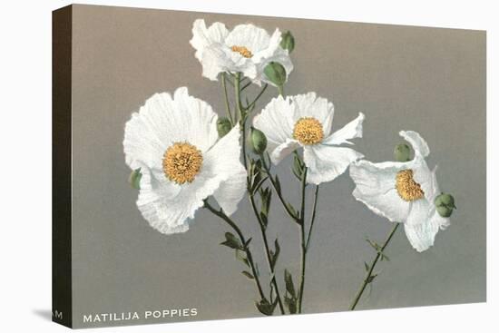 Matilija Poppies-null-Stretched Canvas