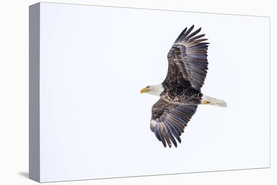 Mature bald eagle in flight at Ninepipe WMA, Ronan, Montana, USA-Chuck Haney-Premier Image Canvas