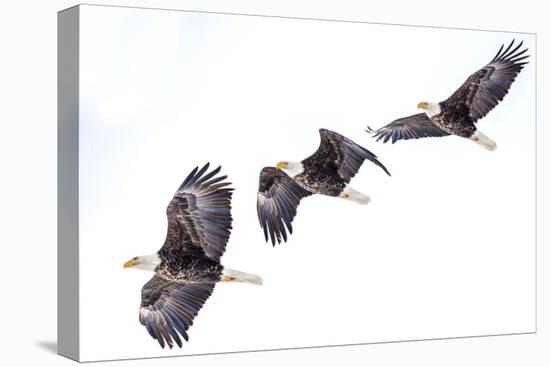 Mature bald eagle in flight sequence at Ninepipe WMA, Ronan, Montana, USA.-Chuck Haney-Premier Image Canvas