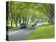 Mature Beech Trees (Fagus Sylvatica)-Adrian Bicker-Premier Image Canvas