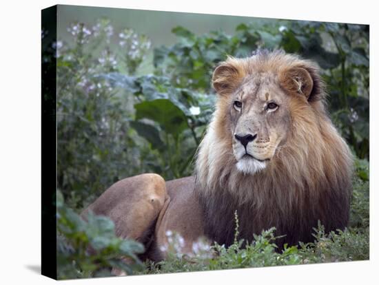 Mature Male Lion at the Africat Foundation in Namibia-Julian Love-Premier Image Canvas