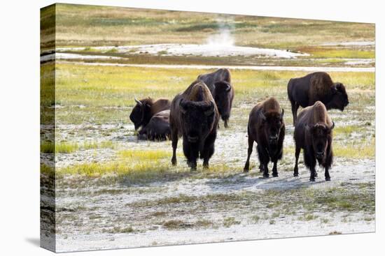 Mature North American Buffalo Expressing Anger-tab62-Premier Image Canvas