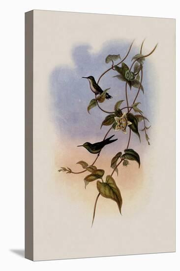 Mauge's Hummingbird, Sporadinus Maug?i-John Gould-Premier Image Canvas