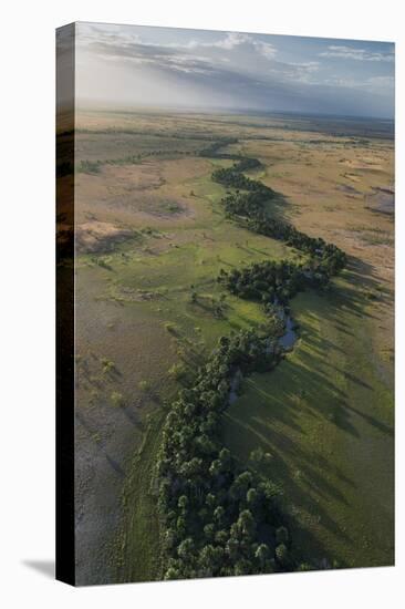 Mauritia Palm, Savanna Rupununi, Guyana. Used for Thatching-Pete Oxford-Premier Image Canvas