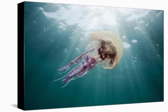 Mauve Stinger Jellyfish (Pelagia Noctiluca), Cap De Creus, Costa Brava, Spain-Reinhard Dirscherl-Premier Image Canvas