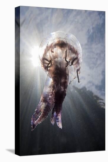 Mauve Stinger Jellyfish (Pelagia Noctiluca), Cap De Creus, Costa Brava, Spain-Reinhard Dirscherl-Premier Image Canvas