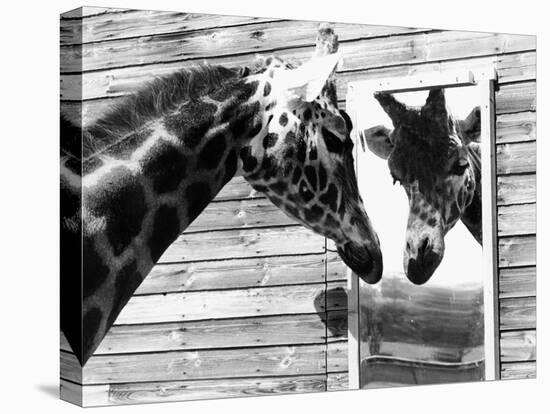 Maxi the Giraffe Gazing at Reflection in Mirror, 1980-null-Premier Image Canvas