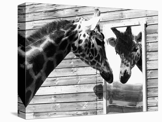 Maxi the Giraffe Gazing at Reflection in Mirror, 1980-null-Premier Image Canvas