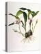 Maxillaria Skinneri-Porter Design-Premier Image Canvas