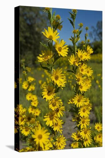 Maximilian's Sunflower (Helianthus Maximiliani) in Bloom, Texas, USA-Larry Ditto-Premier Image Canvas