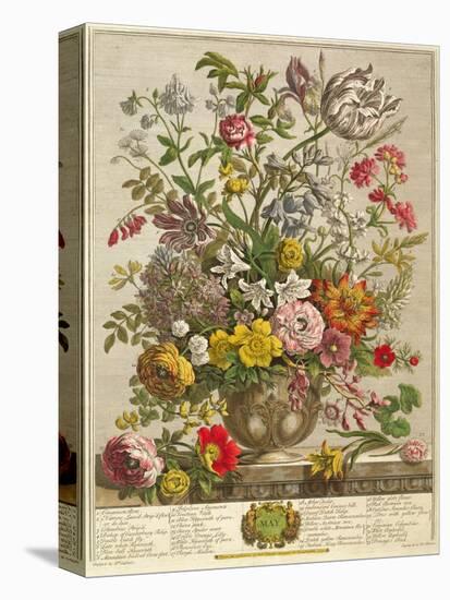 May, from 'twelve Months of Flowers' by Robert Furber (C.1674-1756) Engraved by Henry Fletcher-Pieter Casteels-Premier Image Canvas