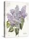 May Lilac on White-Katie Pertiet-Stretched Canvas