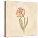 May Wonder Tulip on White Crop-Cheri Blum-Stretched Canvas